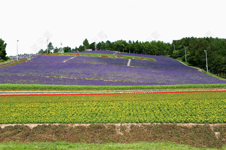 町营薰衣草园