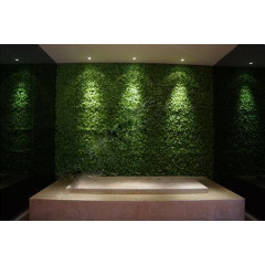 室内绿植墙能净化空气