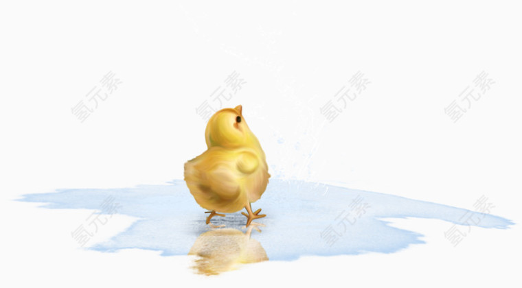 水中的雏鸡