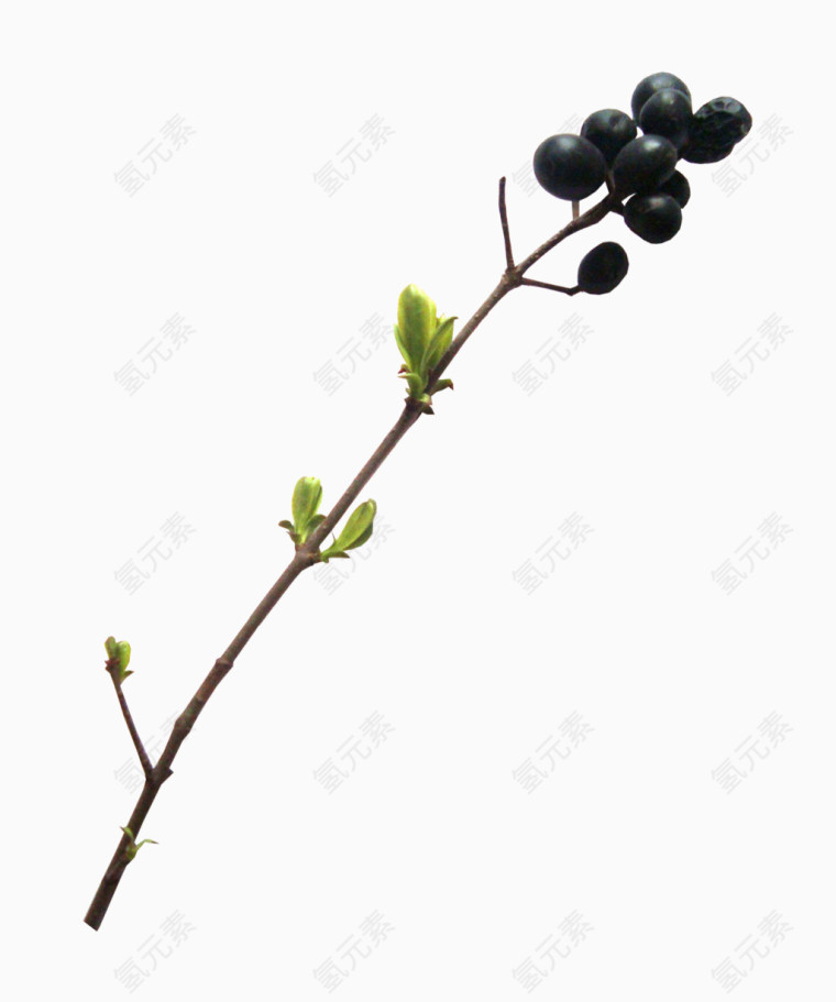 蓝莓果枝