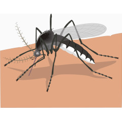 卡通高清蚊子