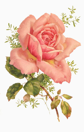 单只粉色水彩玫瑰