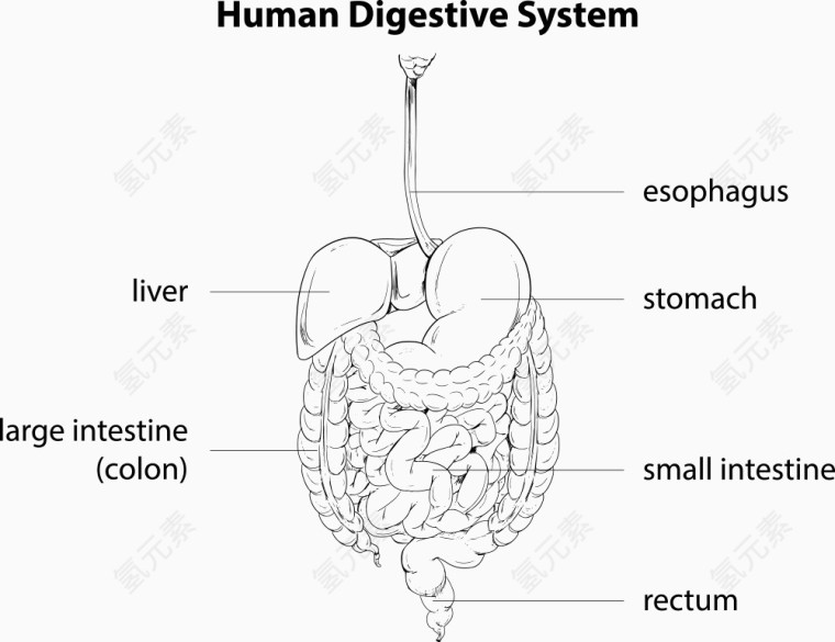 矢量消化系统指示图