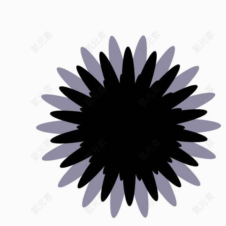 黑色菊花