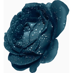 深蓝色水润玫瑰花