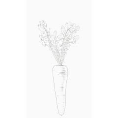清新手绘线稿蔬菜胡萝卜
