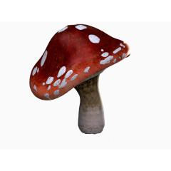 褐色小蘑菇