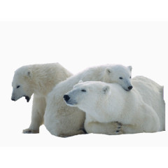 白色北极熊家庭素材