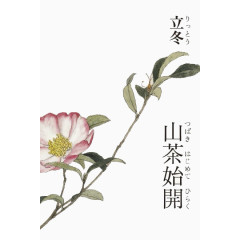 山茶花