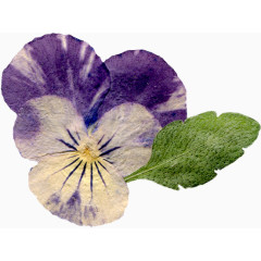 超唯美压花干花紫色花朵花瓣叶子