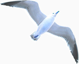 海鸥 鸟 白色