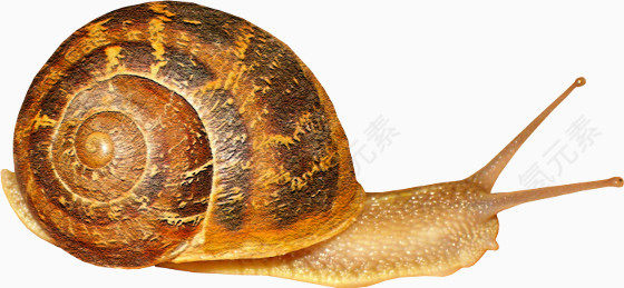 棕色花纹蜗牛