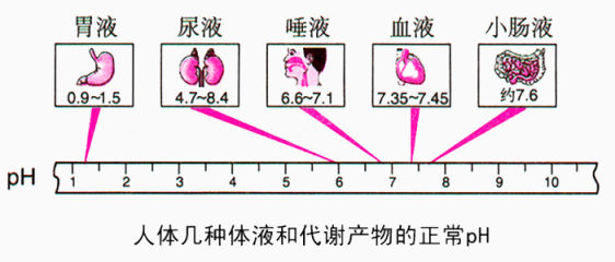 人体对比ph下载