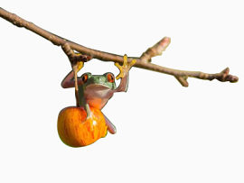 抱着苹果的树蛙