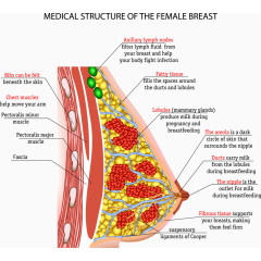 女性乳房结构分析图