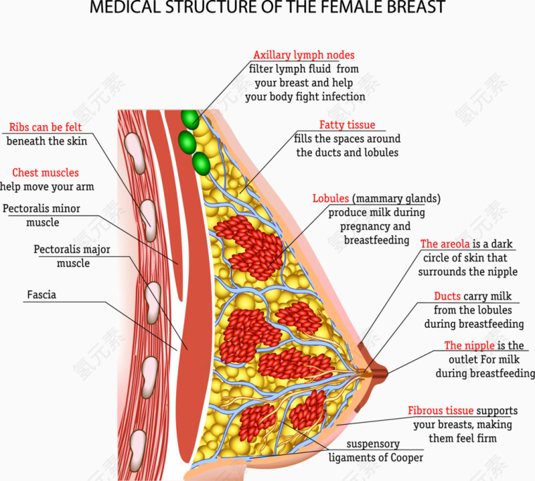 女性乳房结构分析图