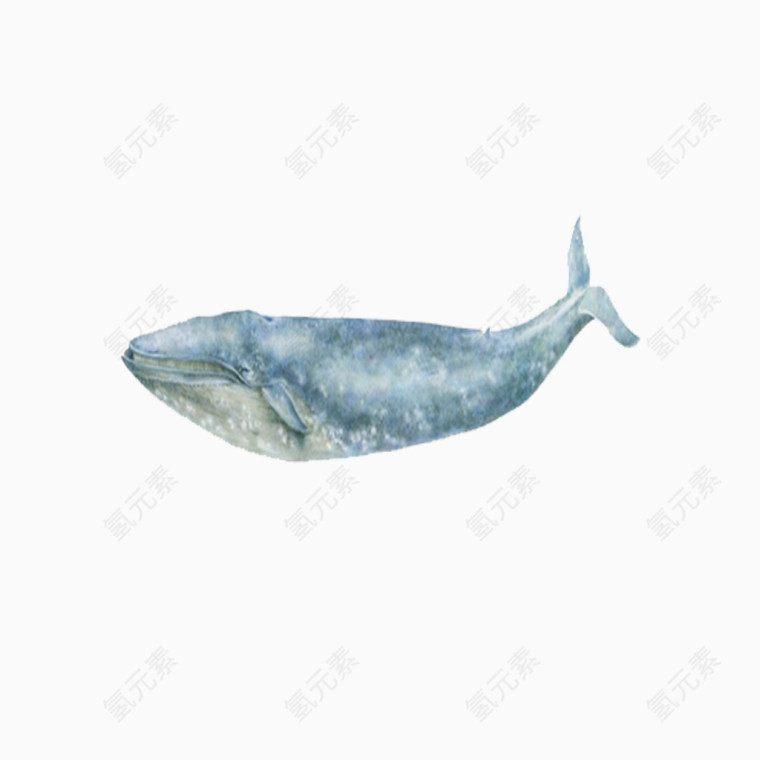 海洋鲸鱼