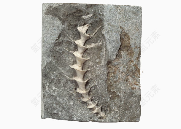 动物脊椎化石