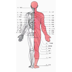 人体背部经络