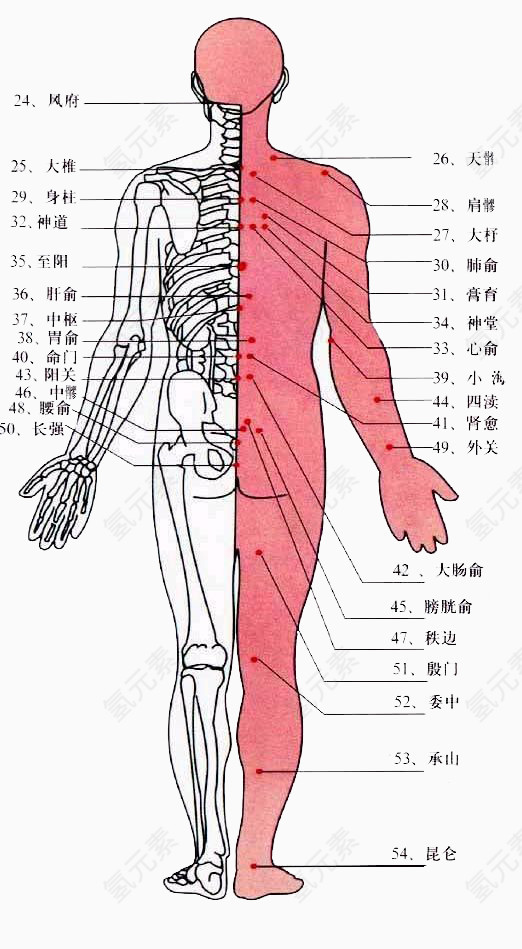 人体背部经络