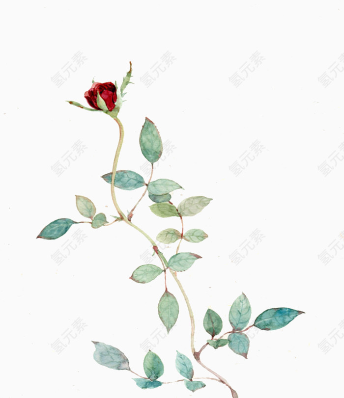 荆棘玫瑰花图片素材