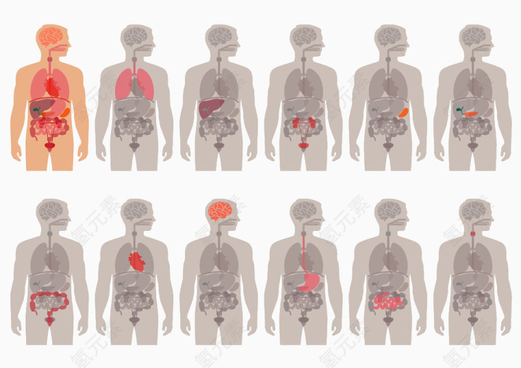 人体器官示意图