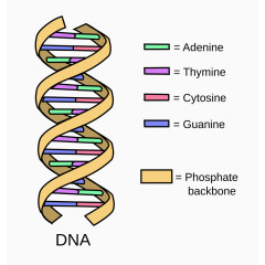 DNA造型图