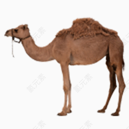 沙漠骆驼祥子