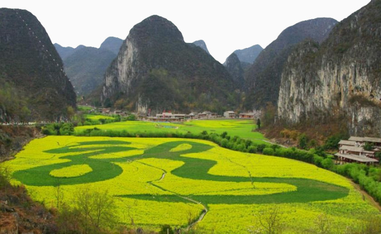 贵州龙宫风景区油菜花