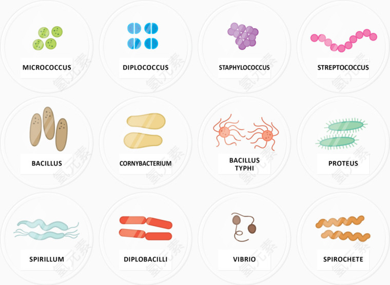 多种细菌形象图