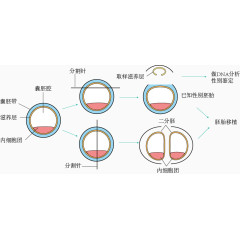 牛胚胎性别鉴定和分割示意图