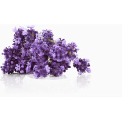 紫色诱人薰衣草