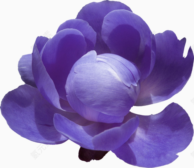 紫色清新花朵装饰图案
