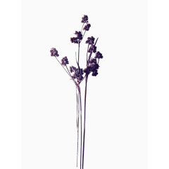 紫色干花花卉