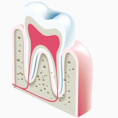 矢量牙齿解剖模型