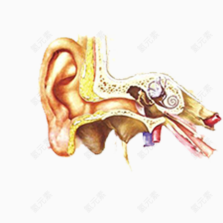 人耳朵内部构造