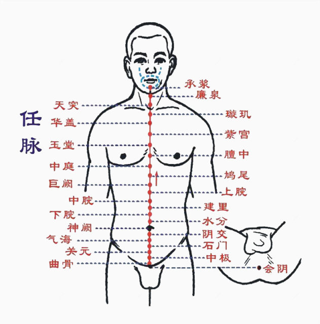 人体任脉下载