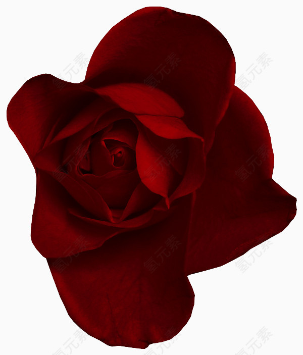 暗红色玫瑰花