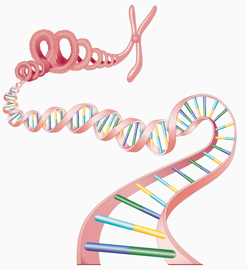 染色体遗传物质下载
