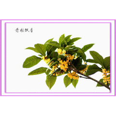 桂花茂盛