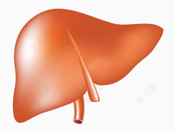 矢量内脏肝脏