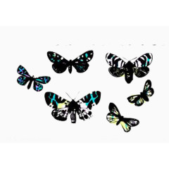 六只黑蝴蝶