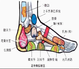 足疗穴位图