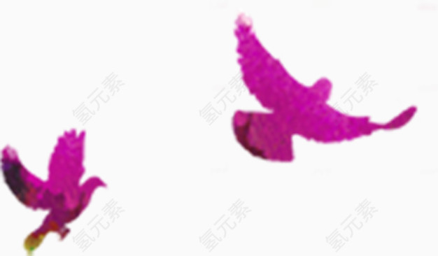 紫色鸽子动物