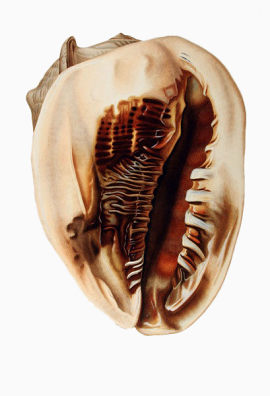 西方古老海螺