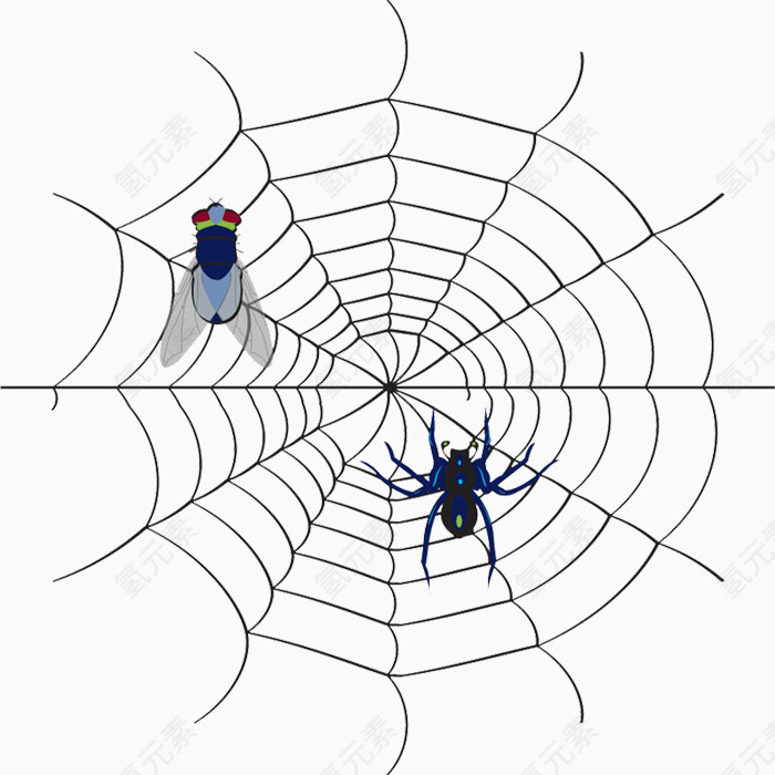 蜘蛛图案