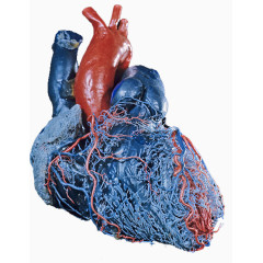 心脏血管医学图片