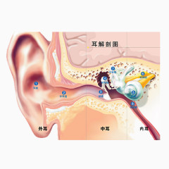 人耳朵结构分析