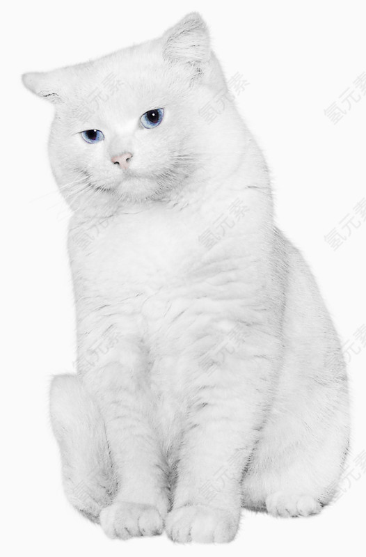 雪白的猫