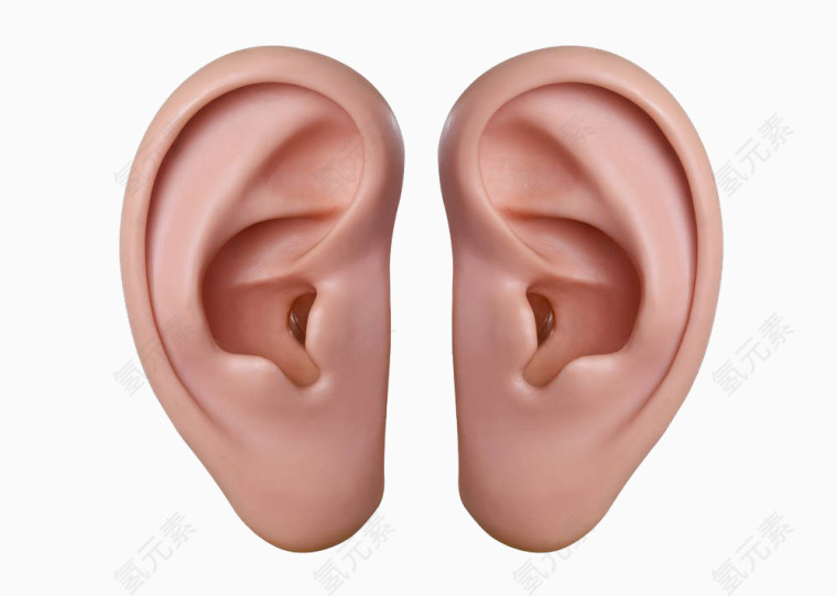 耳朵模型